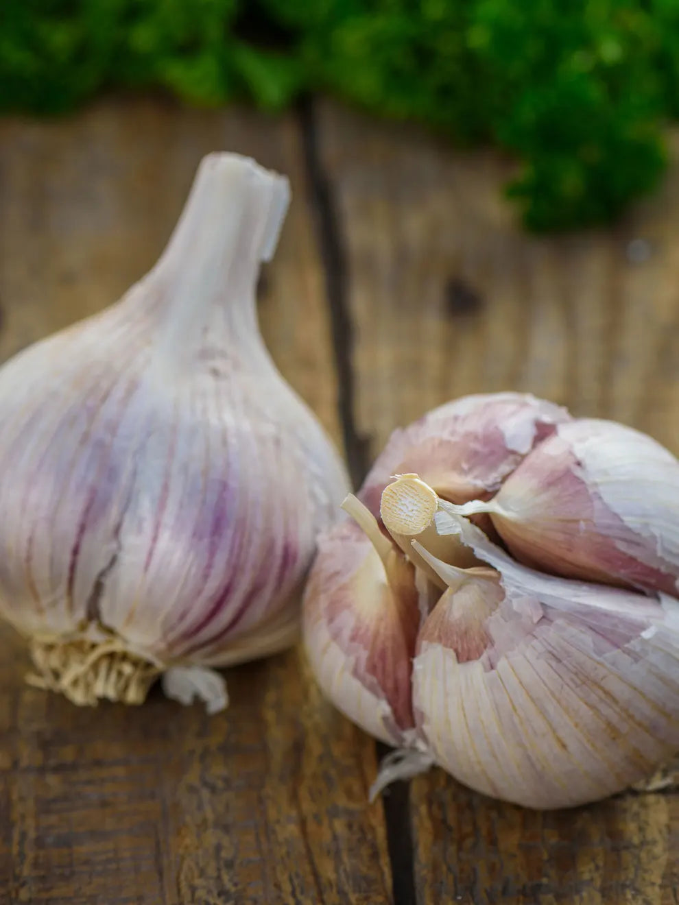 Georgia Fire Garlic Bulbs