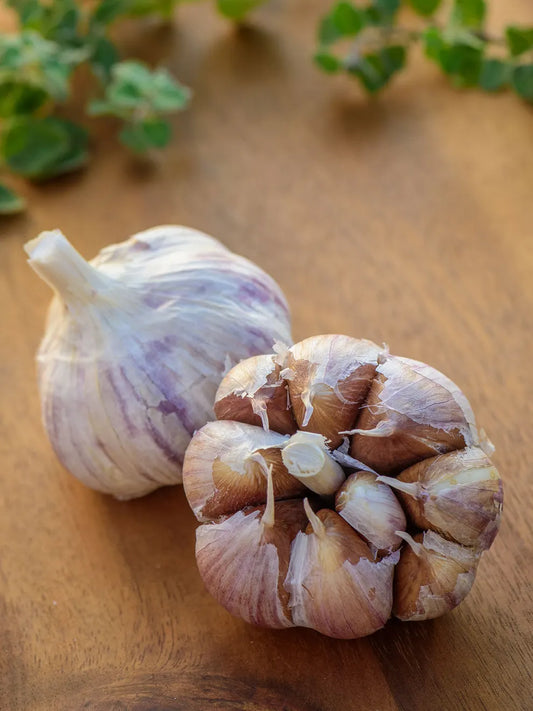 Montana Giant Garlic Bulbs