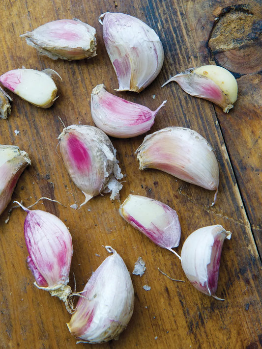 Spanish Roja Garlic Bulbs