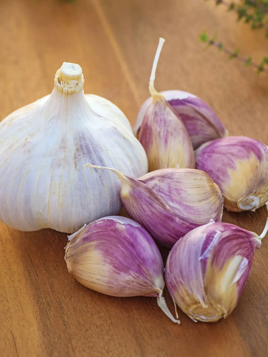 Music Garlic Bulbs