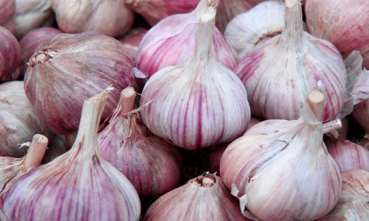 Pehoski Purple Garlic Bulbs