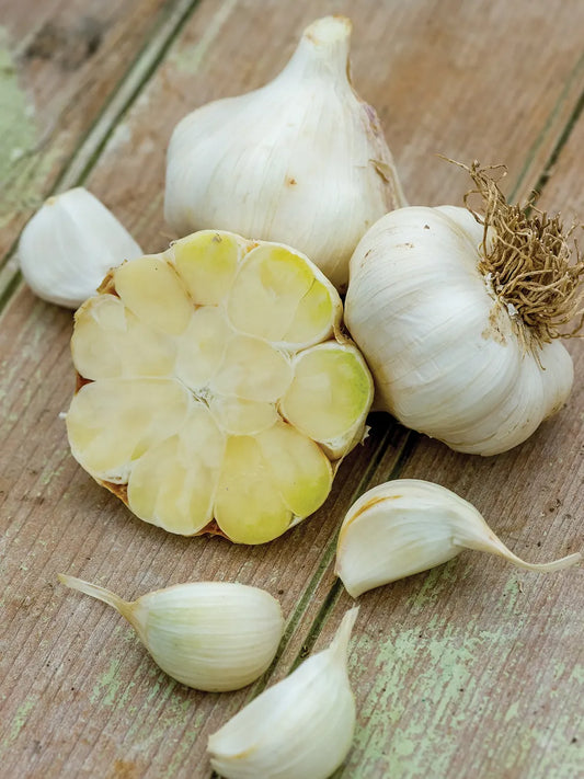 Transylvania Garlic Bulbs