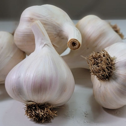 German White Garlic Bulbs