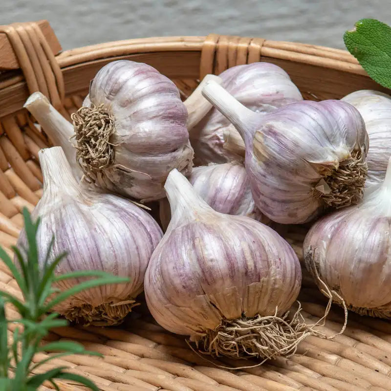 Dearfield Garlic Bulbs