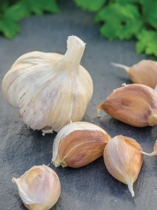 German Red Garlic Bulbs