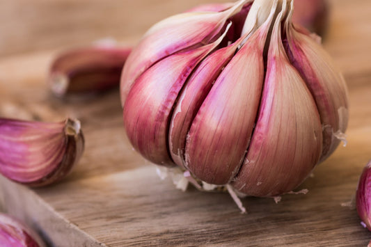 Chesnok Red Red Garlic Bulbs