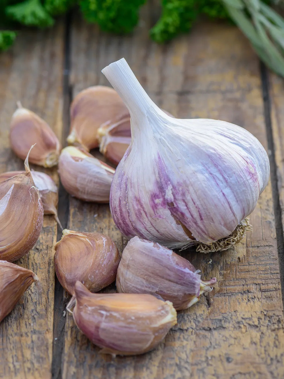 Spanish Roja Garlic Bulbs
