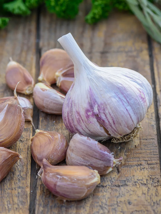 Spanish Roja Garlic Bulbs