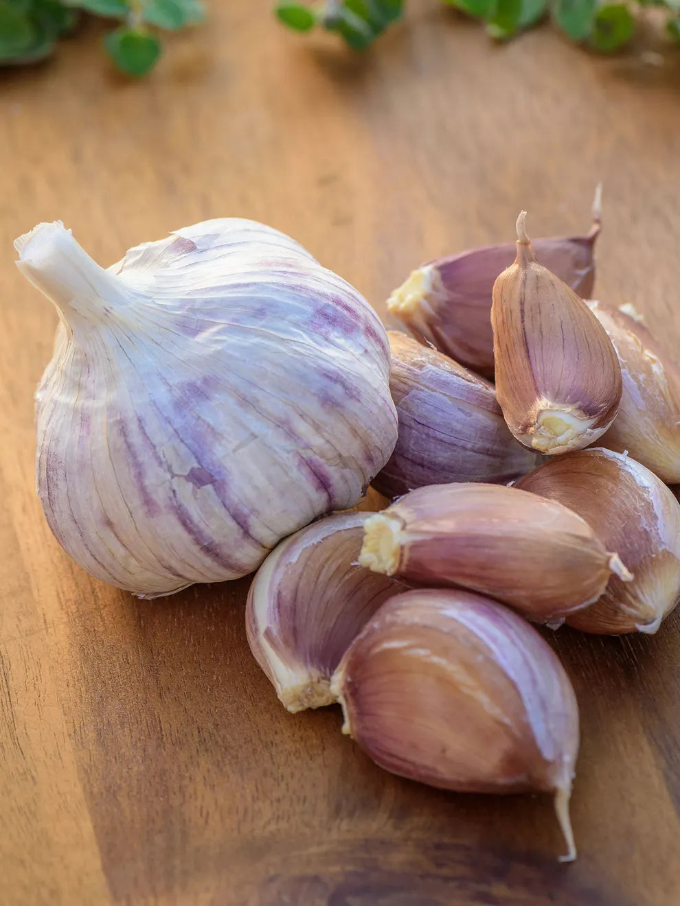 Montana Giant Garlic Bulbs