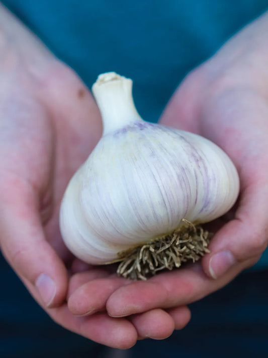 Montana Giant Garlic Bulbs