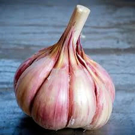 Persian Star Garlic Bulbs